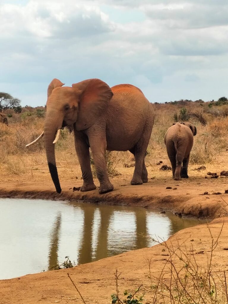 elephat drinking water