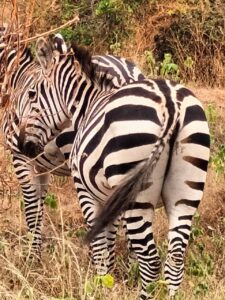 zebra