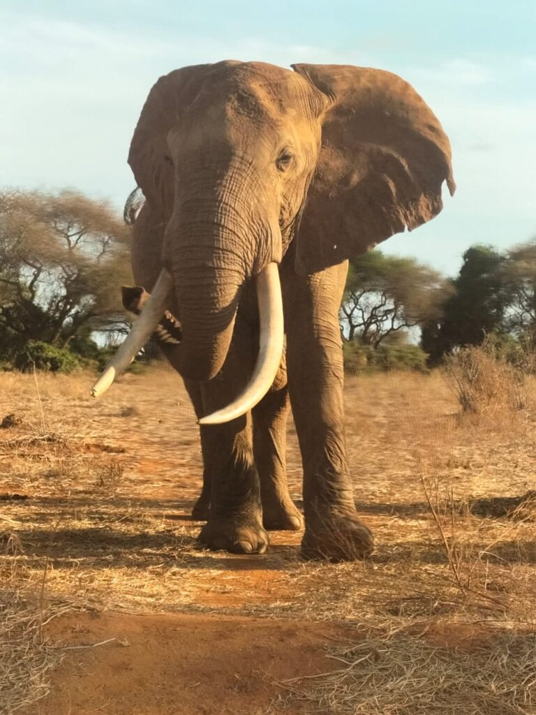 tsavo east elephant