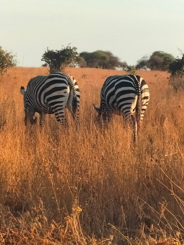 zebras